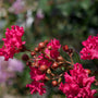 vibrant cherry pink blooms on crape myrtle shrub