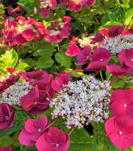 Cherry Explosion™ Hydrangea