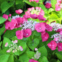 hot pink lace cap hydrangea