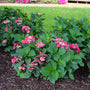 Cherry Explosion Hydrangea Shrub in bloom with hot pink flowers and green foliage