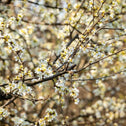 white and yellow spring flowers on cherry plum tree