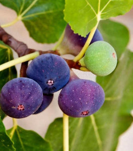 Chicago Hardy Fig Tree