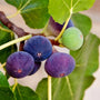 Chicago Hardy Figs on branch with dark purple color ripe fig fruits