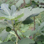 large fig leaves cover young green fig fruits on chicago hardy fig tree