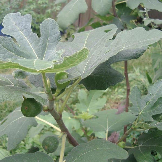 large fig leaves cover young green fig fruits on chicago hardy fig tree