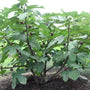 Chicago hardy fig tree with multiple stems planted outside