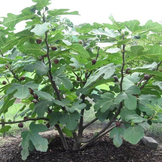 Chicago hardy fig tree with multiple stems planted outside