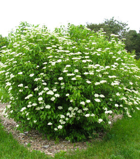 Chicago Lustre® Viburnum