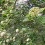 close up of flower buds on Chicago Lustre® Arrowwood Viburnum