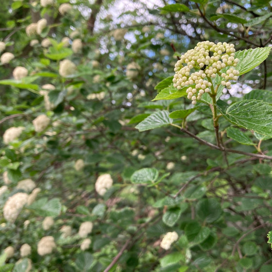 close up of flower buds on Chicago Lustre® Arrowwood Viburnum