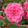 bright pink china doll rose tree