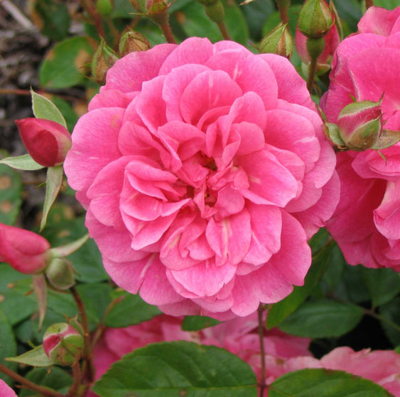 bright pink china doll rose tree