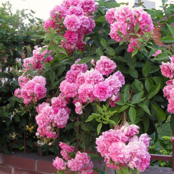 fluffy pink blooming rose tree