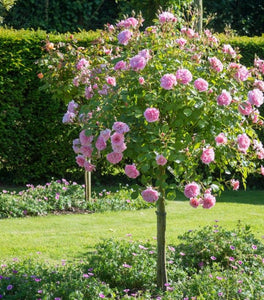 China Doll Rose – Tree Form