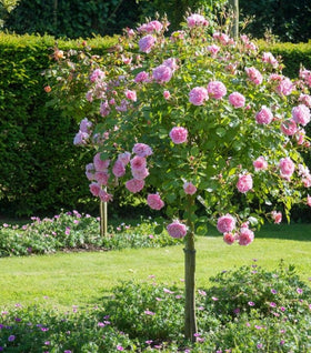 China Doll Rose – Tree Form