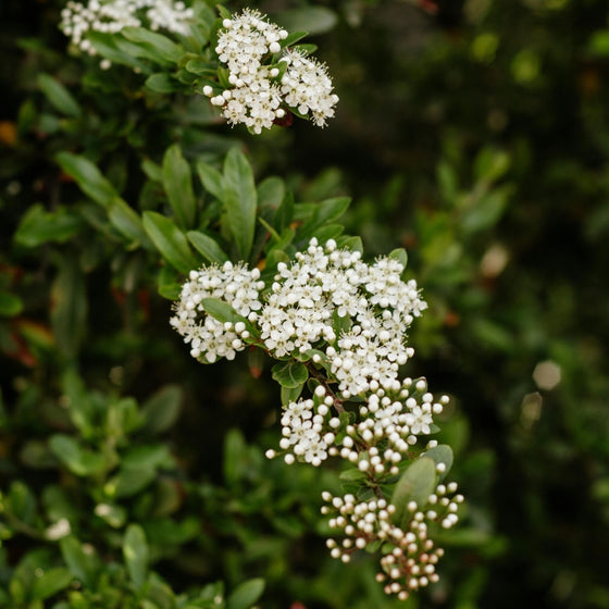 5 hydrangea plants flowers home plant perennial viburnum seeds Chindo Viburnum for Sale
