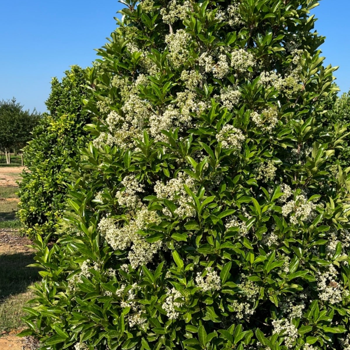 fertilizer for viburnum plants Chindo Viburnum