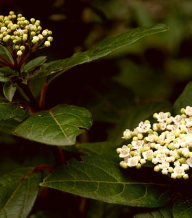 Chindo Viburnum
