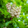close up of white blooms on chinese chestnut tree