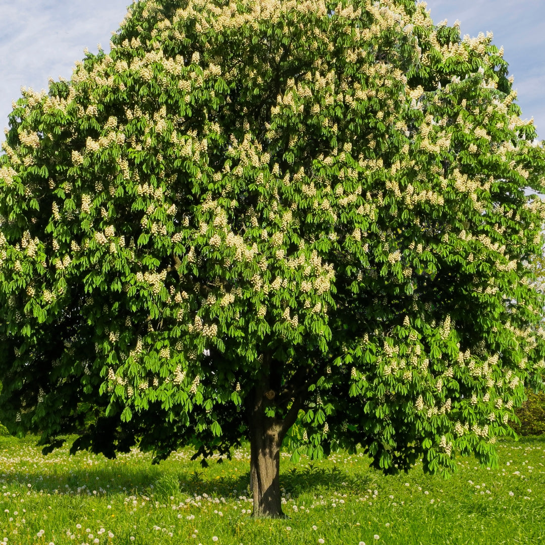 Chinese Chestnut Tree for Sale | Blight Resistant Nut Tree