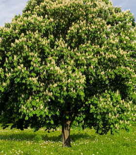 Chinese Chestnut Tree