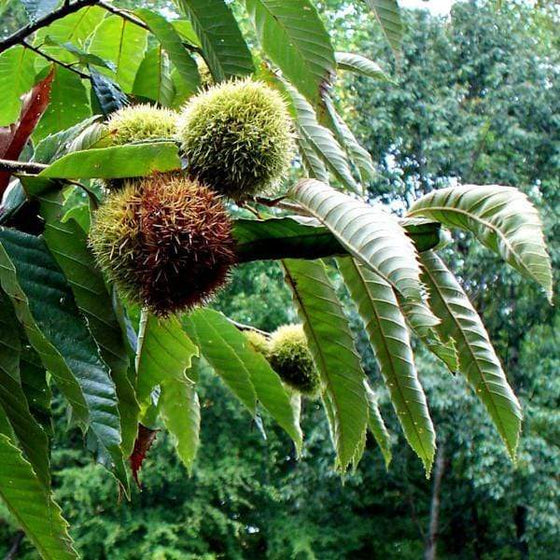 Dark Chinese Chestnut with spiky chestnut nuts