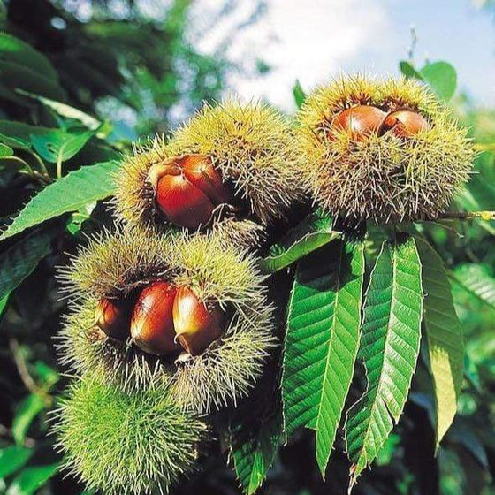Silvery green leaves with nuts on a Chinese Chestnut