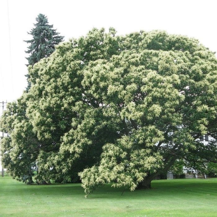 Chinese Chestnut Tree