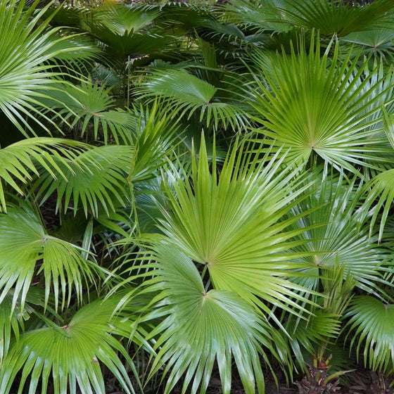 chinese fan palm growing in mass in a tropical forest