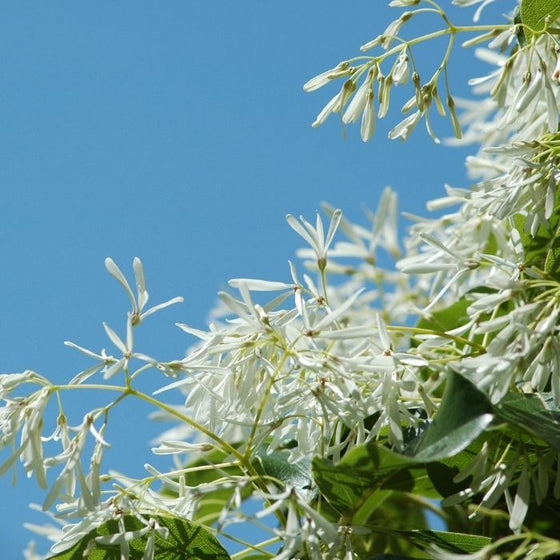 white flower clusters on chinese fringe trees