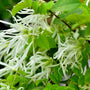 white flower clusters on chinese fringe trees