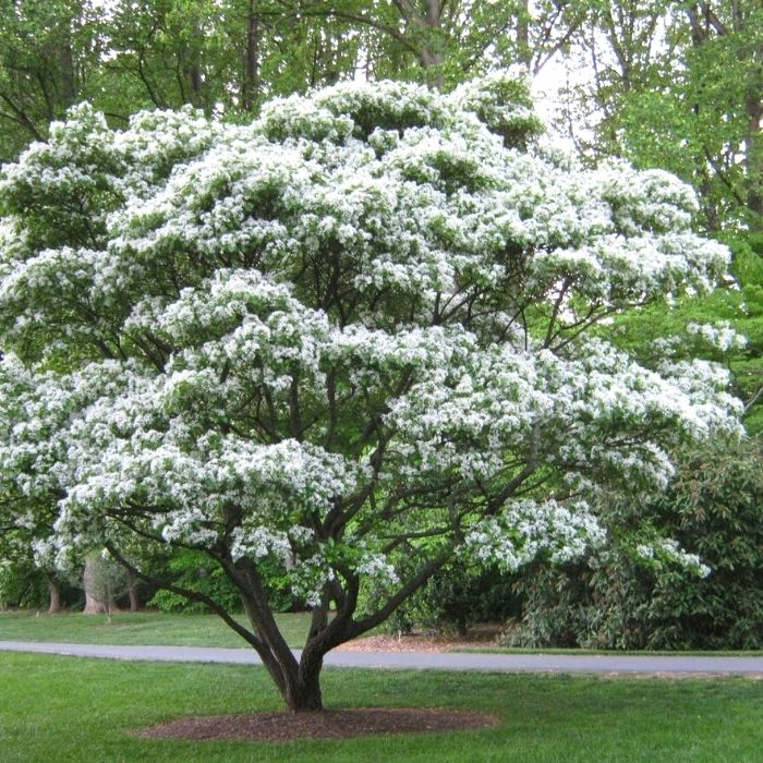 Chinese Fringe Trees for Sale | Garden Goods Direct