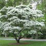 Chinese Fringe Trees look gorgeous in early spring covered in white flowers