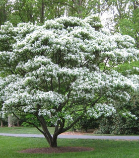 Chinese Fringe Tree