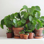 Group of potted Chinese Money Plants also known as UFO Plant or Friendship Plant with green disk shaped leaves