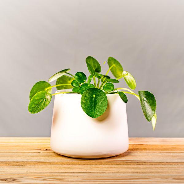 Buy Chinese Money Plant - Pilea peperomioides