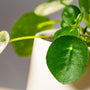 close view of chinese money plant green glossy round leaves
