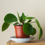 Chinese money plant in the home
