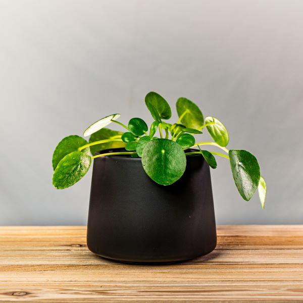 Buy Chinese Money Plant - Pilea peperomioides