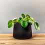 Chinese money plant in matte black pot
