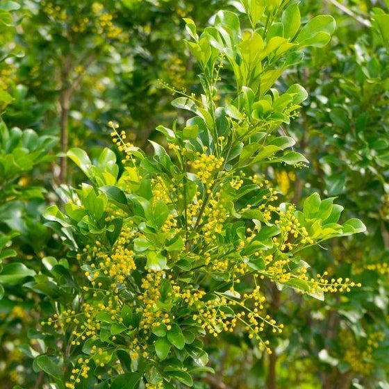 Chinese order Perfume Plant, Std/Tree form, Aglaia odorata, 10” pot