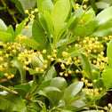 bright green chinese perfume tree with yellow berries