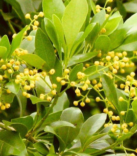 Chinese Perfume Plant