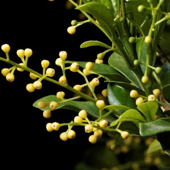 close look at yellow berries on the chinese perfume tree