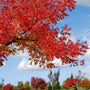 Chinese Pistache Tree vibrant red fall foliage