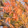 Close-up of the three fall colors of the Chinese Pistache Trees