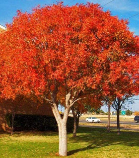 Chinese Pistache Tree