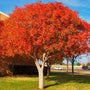 Chinese Pistache Trees have unbelievable Fall Color