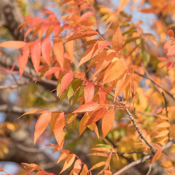 Close-up of the three fall colors of the Chinese Pistache Trees