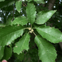 Chinkapin Oak Tree Foliage